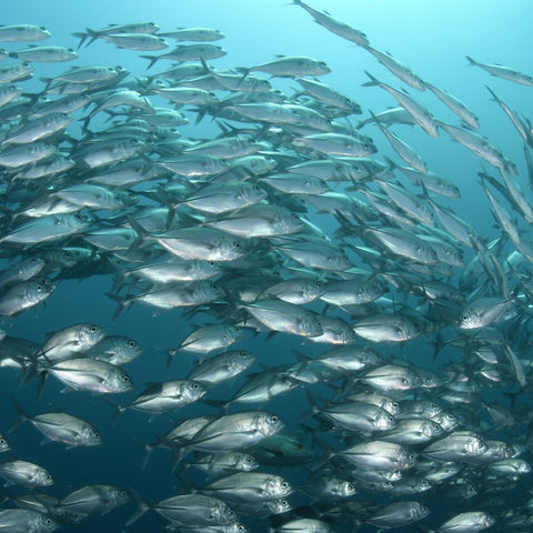 in großer Schwarm silberner Fische schwimmt unter Wasser in einer dichten Formation. Die Fische spiegeln das Licht, während sie im klaren, bläulichen Meer zu sehen sind.